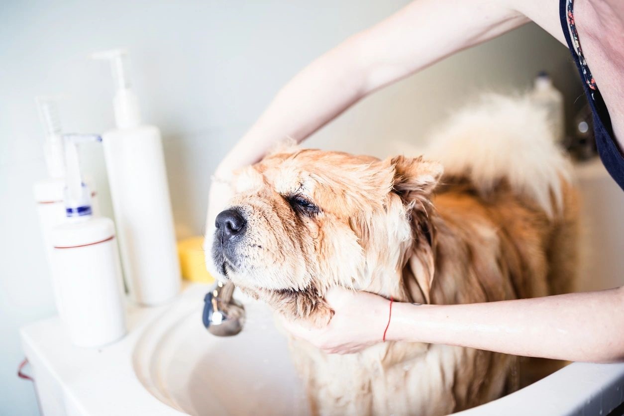 A dog being washed in the sink by its owner.