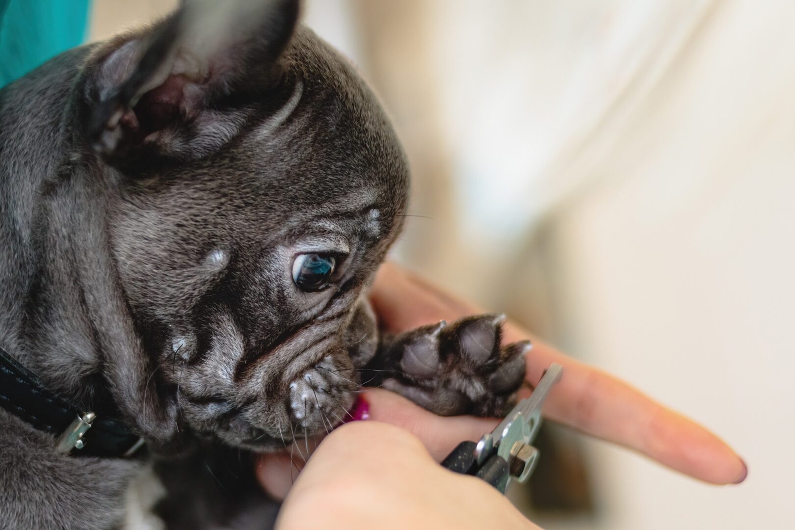 A black dog whose nails are being clipped