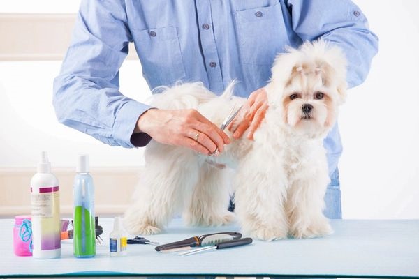 A white dog whose fur is being trimmed by a person in a blue button-up shirt