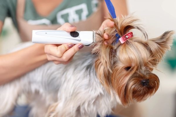 A person trimming the hair of a dog.