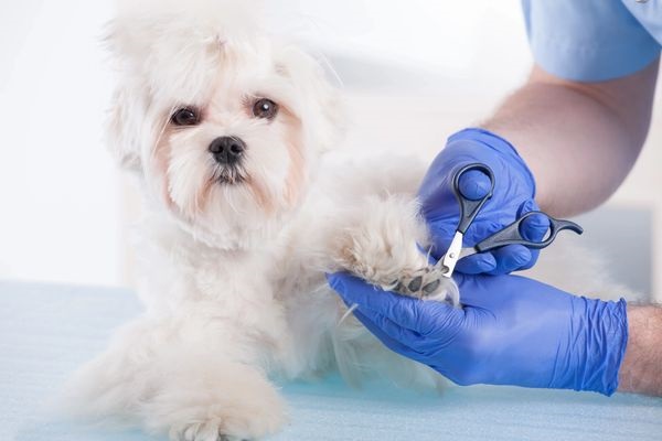 A person is cutting the hair of a dog.