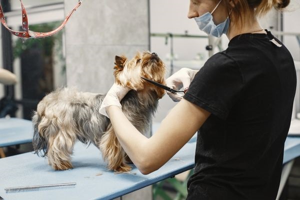 A woman in black shirt holding scissors and a dog.