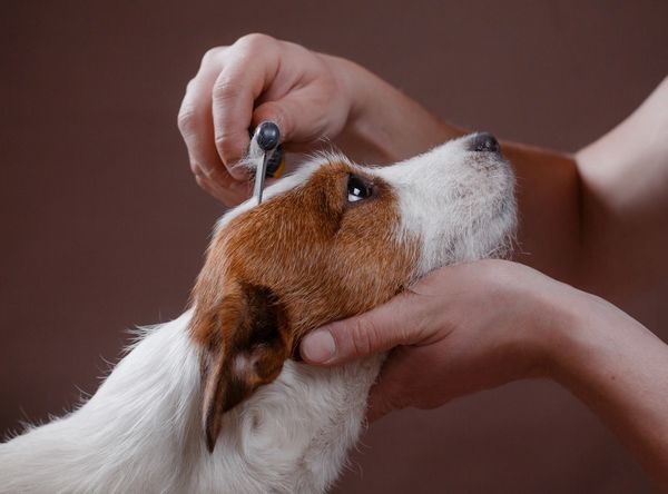 A brown and white dog being groomed