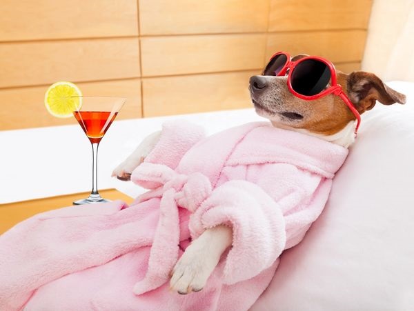 A dog in a pink robe and sunglasses laying on the bed
