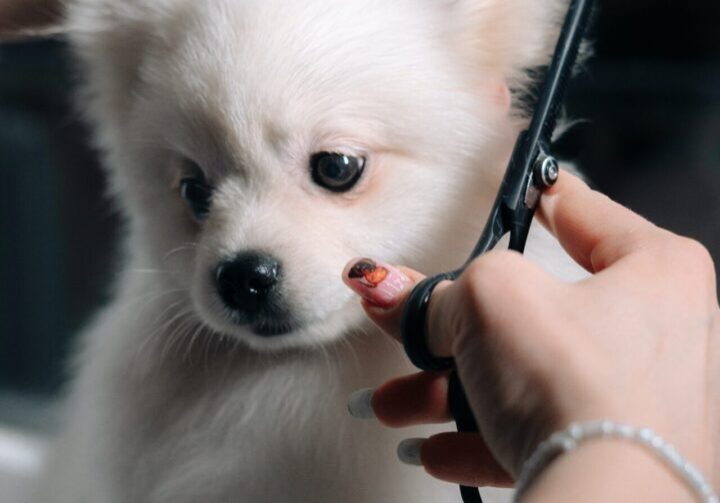 A person cutting the hair of a dog.
